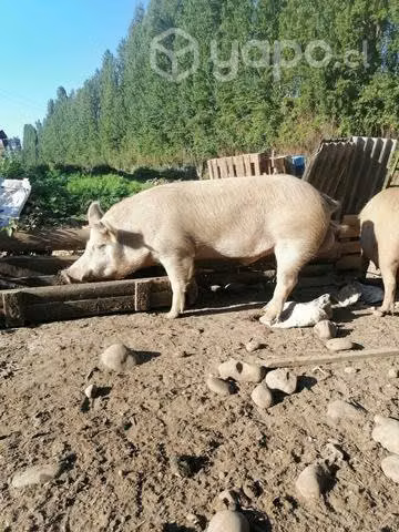 Chanchos