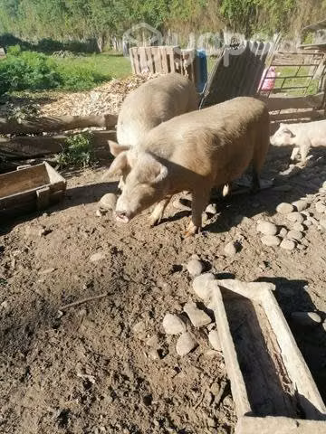 Chanchos