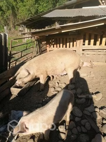 Chanchos