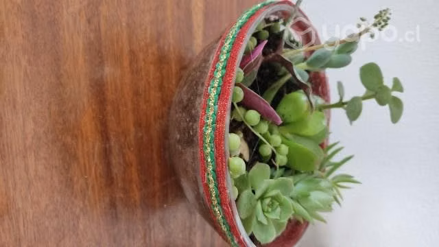 Kokedamas y Terrarios - Imagen 2