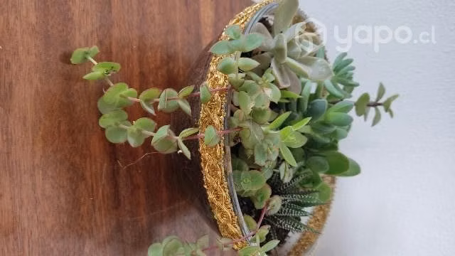 Kokedamas y Terrarios