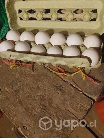 Huevos de pavas