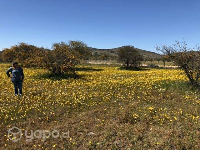 Parcela 5.000 mtrs2 Marchihue - Imagen 4