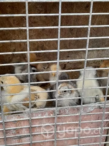Pollitos