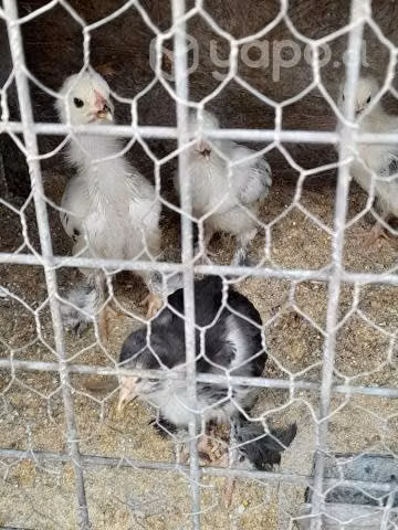 Pollitos
