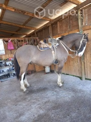 Caballo