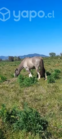 Caballo