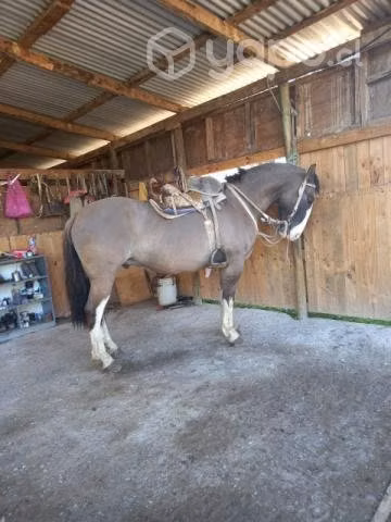 Caballo