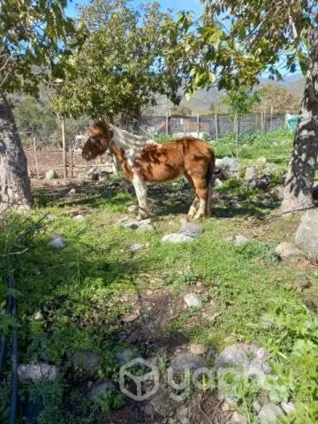 Potro pony