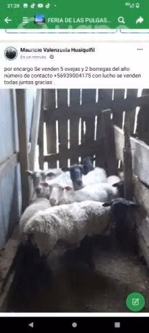5ovejas