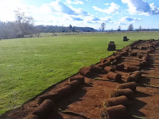 Pasto en rollo