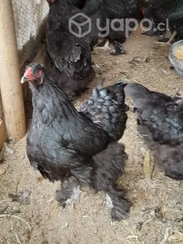 Gallinas y gallos