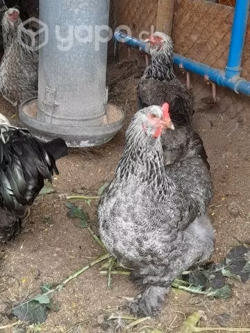 Gallinas y gallos