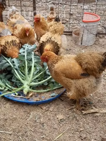 Gallinas y gallos