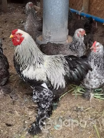 Gallinas y gallos