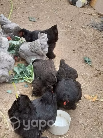Gallinas y gallos