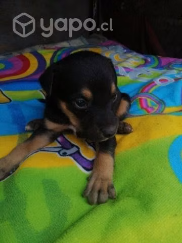 Se regalan cachorritos - Imagen 6