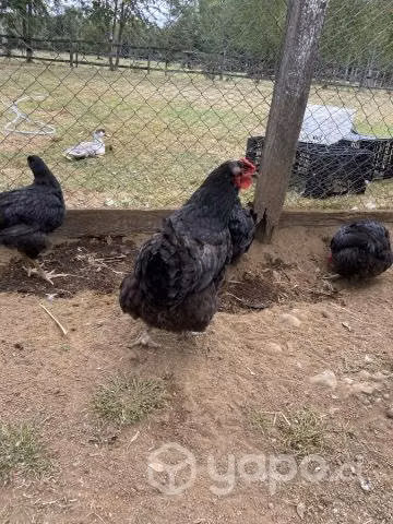 Gallinas criollas