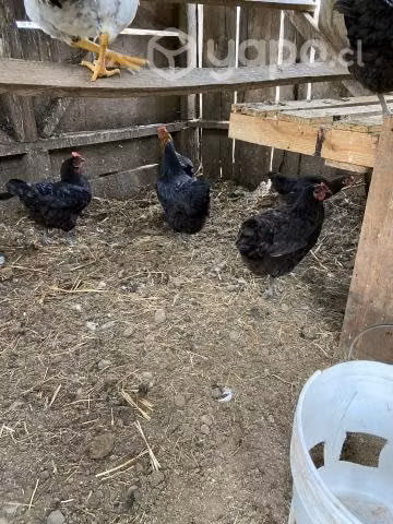 Gallinas criollas