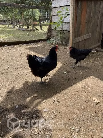 Gallinas criollas