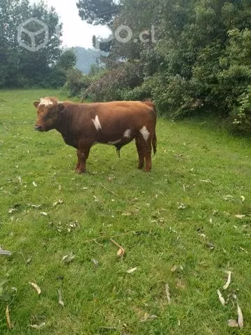 Toro Clavel - Imagen 2