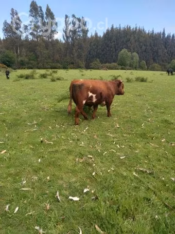 Toro Clavel - Imagen 3