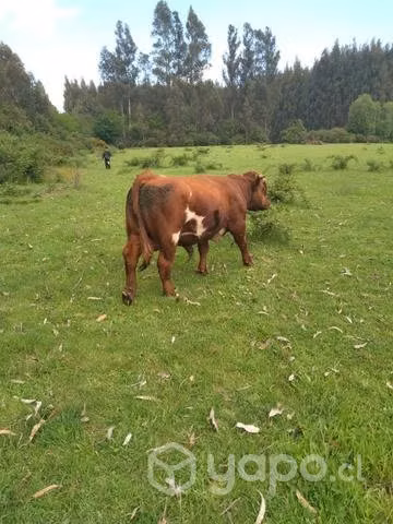 Toro Clavel - Imagen 4