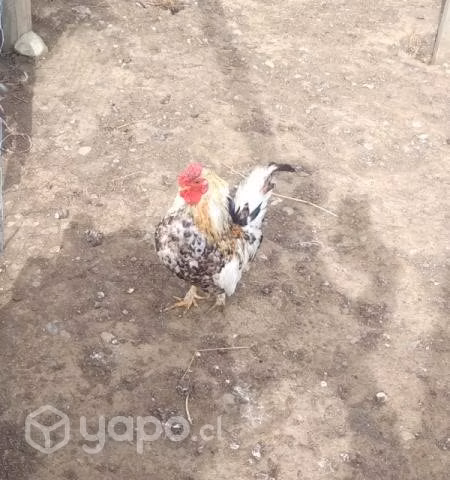 Gallo de la pasión y gallina