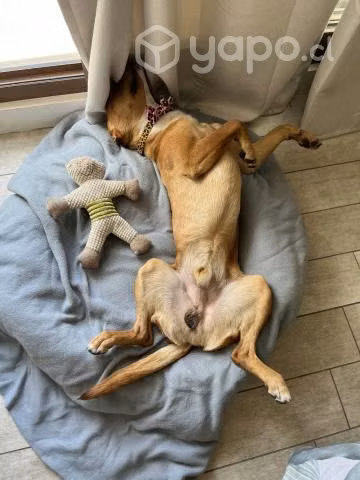 Adopción perro mediano cariñoso