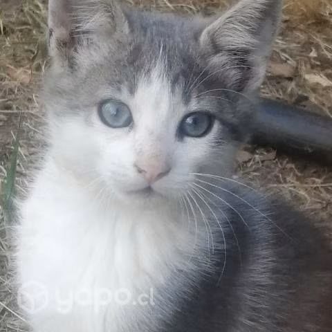 Regalo gatitos