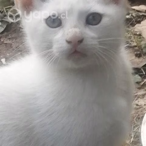 Regalo gatitos - Imagen 2
