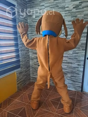Perro chocolo - Imagen 5