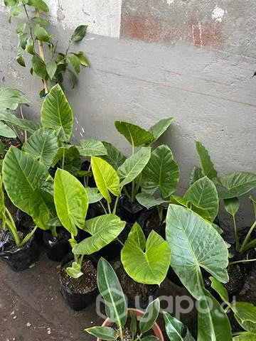 Mantos de Eva