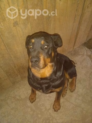 Adopcion