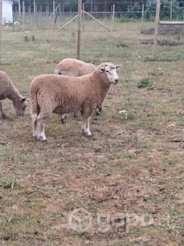 carnero texel de este año