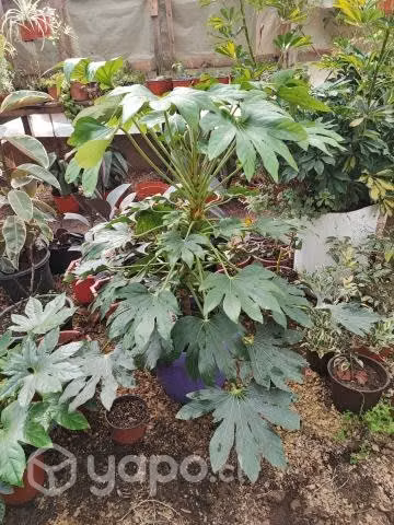Jardín y vivero escaida en junquillar Constitución