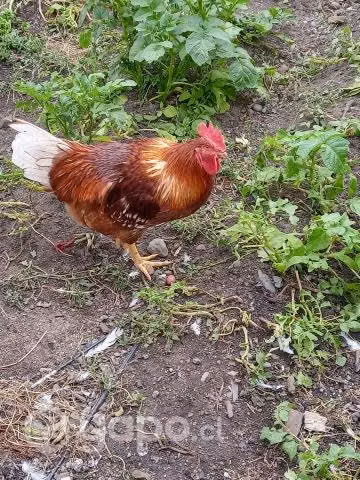 Gallo