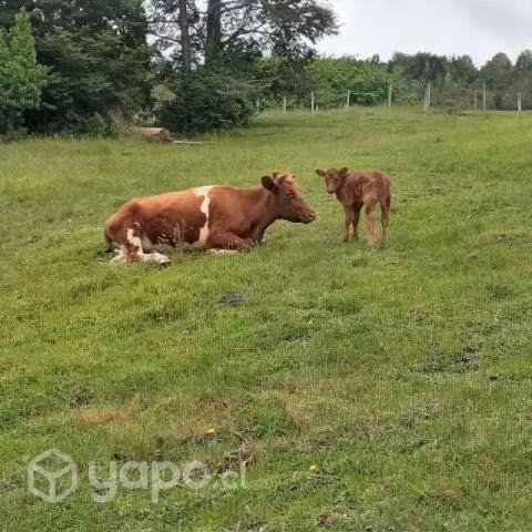 Vaca parida
