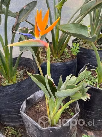 Flor del pájaro