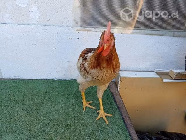 Gallos Colloncos y Criollos