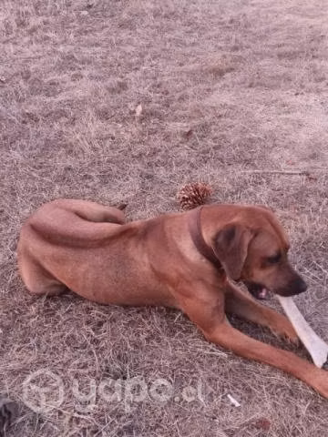 Busco novio rodeshian ridgeback