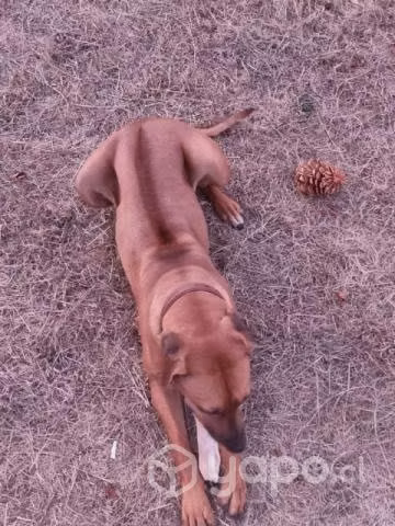 Busco novio rodeshian ridgeback