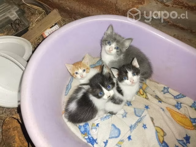 Se regalan gatitos