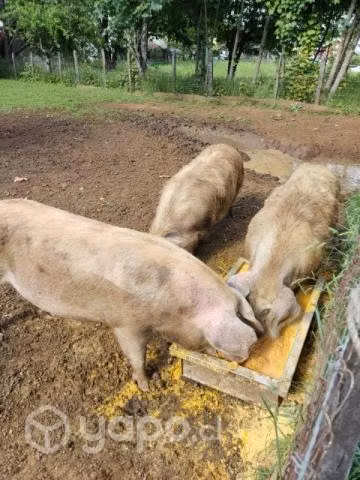 Dos chanchas preñadas y un barranco - Imagen 2