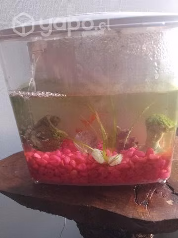 Pez guppy
