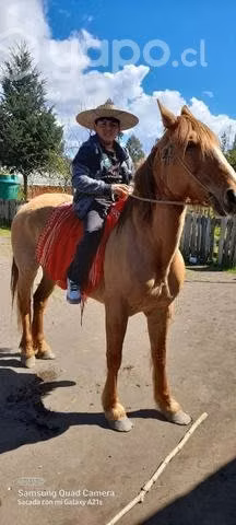 Yegua de 7 años con 3 meses de embarazo