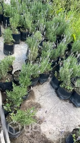 Lavanda