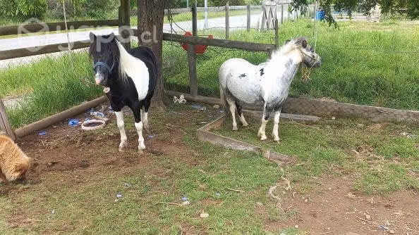 Se ofrece montas de potro pony shettlan de 95cm - Imagen 2