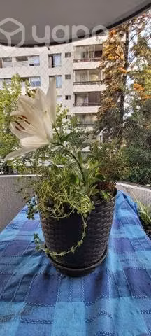Plantas con maceteros