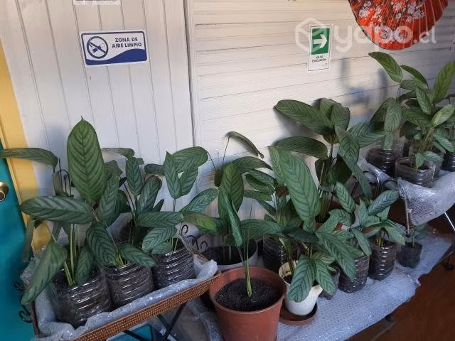 Amarantas